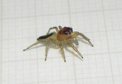 Ilargus