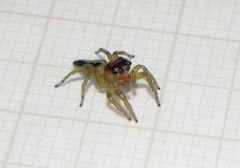 Ilargus