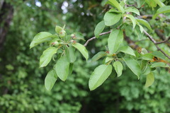 Malus orientalis