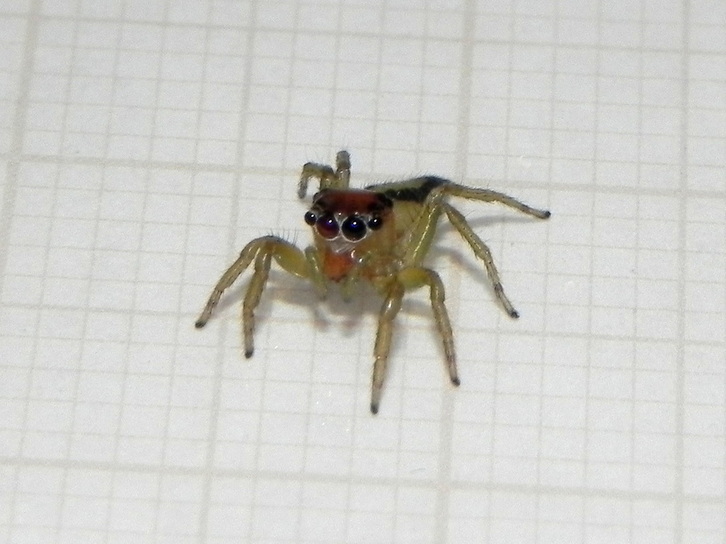 Ilargus coccineus