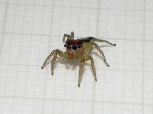 Ilargus coccineus