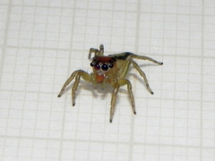 Ilargus