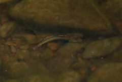 Etheostoma whipplei
