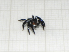 Corythalia latipes
