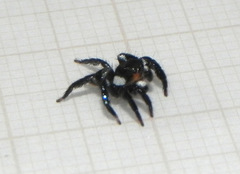 Corythalia latipes
