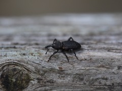 Steremnius carinatus