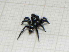 Corythalia latipes