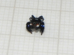 Corythalia latipes