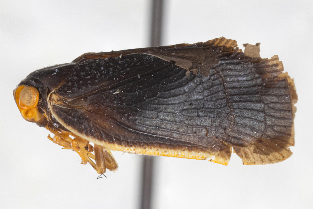 Ilesia duplicata