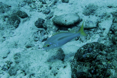 Scolopsis monogramma