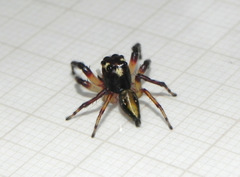 Vinnius subfasciatus