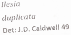 Ilesia duplicata