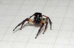 Vinnius subfasciatus