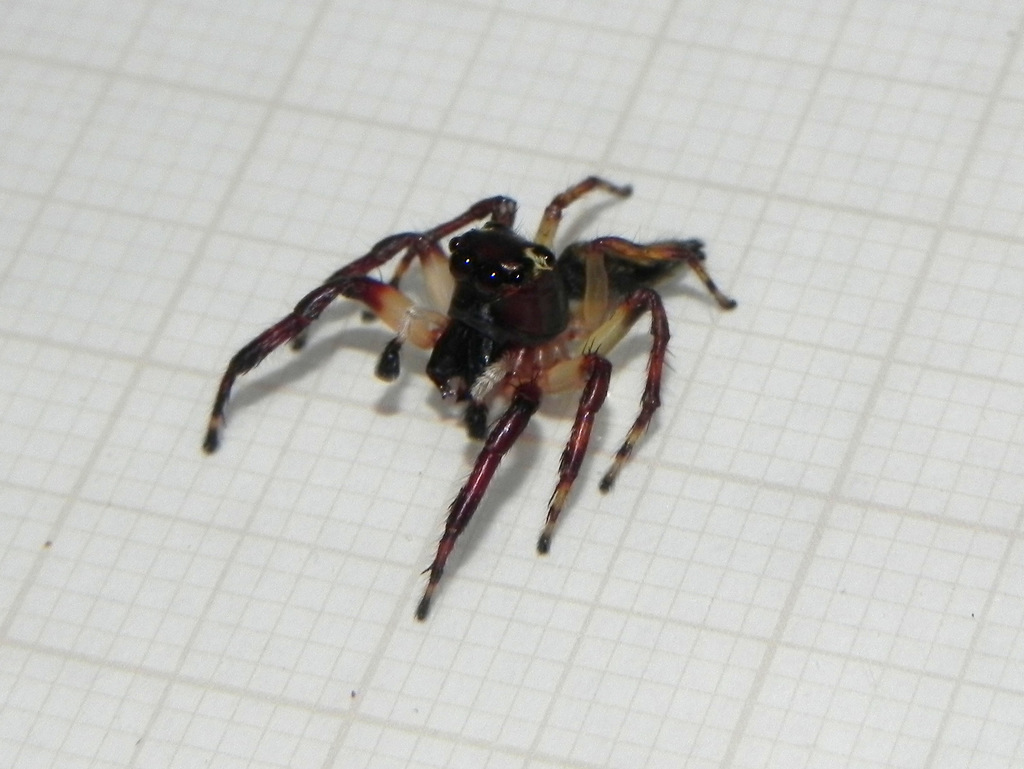 Vinnius subfasciatus