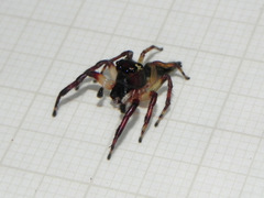 Vinnius subfasciatus