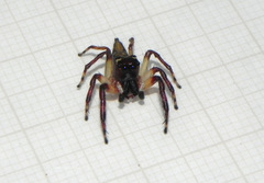 Vinnius subfasciatus