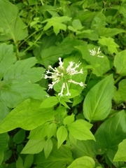 Valeriana pauciflora