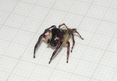 Vinnius subfasciatus