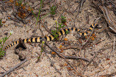 Simoselaps bertholdi