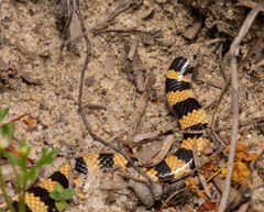 Simoselaps bertholdi