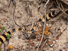 Simoselaps bertholdi