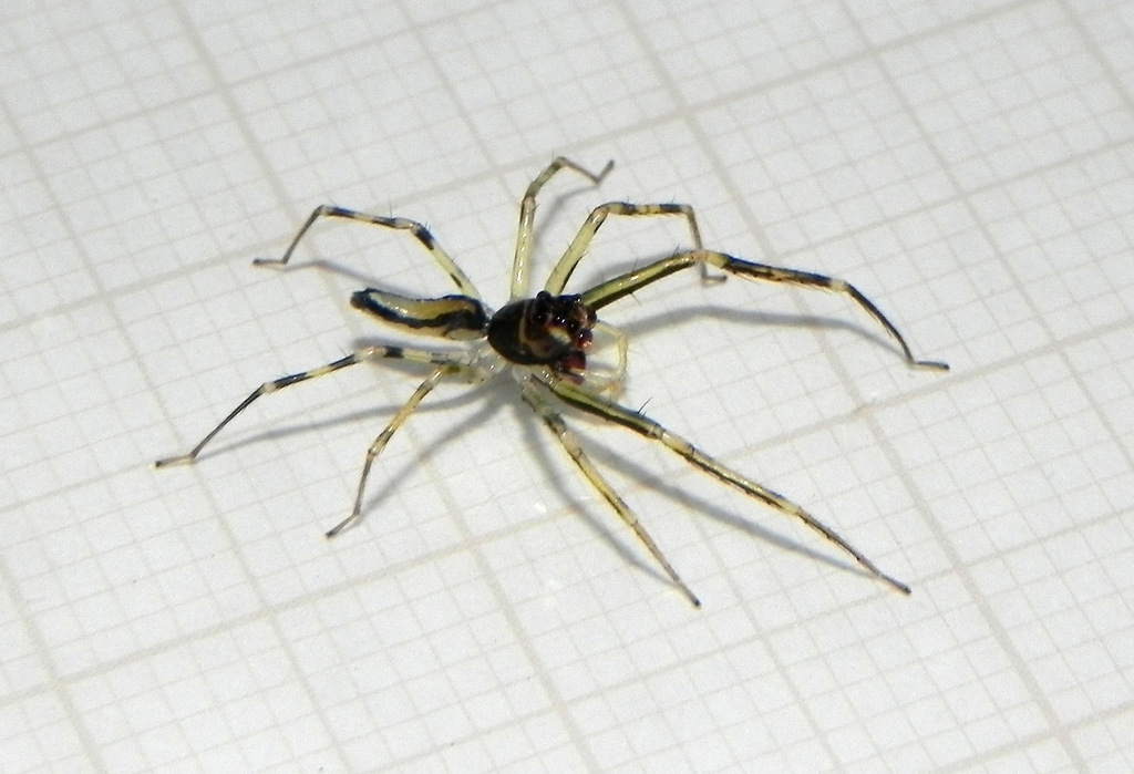 Lyssomanes parallelus