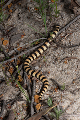 Simoselaps bertholdi