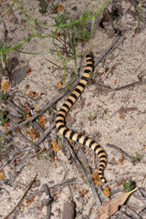 Simoselaps bertholdi