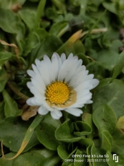 Bellis perennis