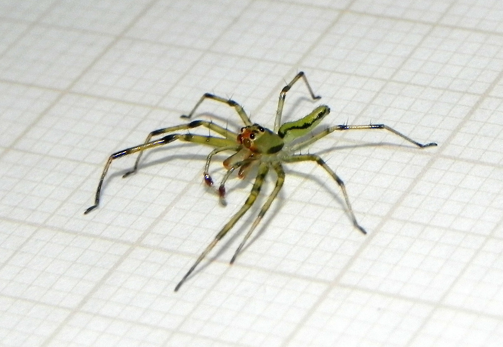 jumping spiders