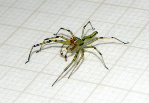 jumping spiders