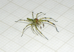 Lyssomanes unicolor