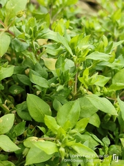 Stellaria media