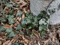 Hedera helix