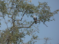 Ducula badia