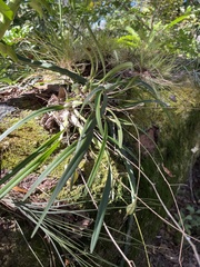 Encyclia tampensis