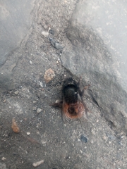 Osmia cornuta