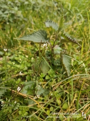 Cardamine flexuosa