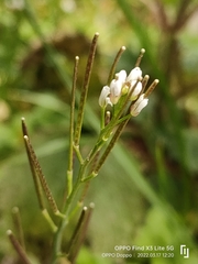 Cardamine flexuosa