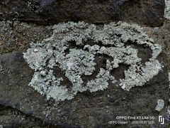 Protoparmeliopsis muralis