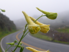 Delphinium luteum