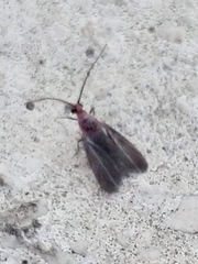 Margarodidae
