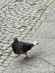 Columba livia domestica