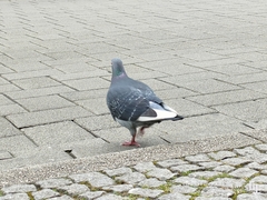 Columba livia domestica