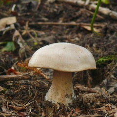Clitocybe nebularis