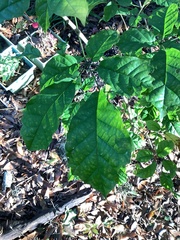 Magnoliopsida