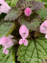 Lamium purpureum