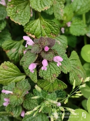 Lamium purpureum