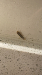 Ctenolepisma longicaudatum