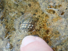 Echinolittorina tuberculata